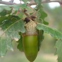 Quercus cerrioides